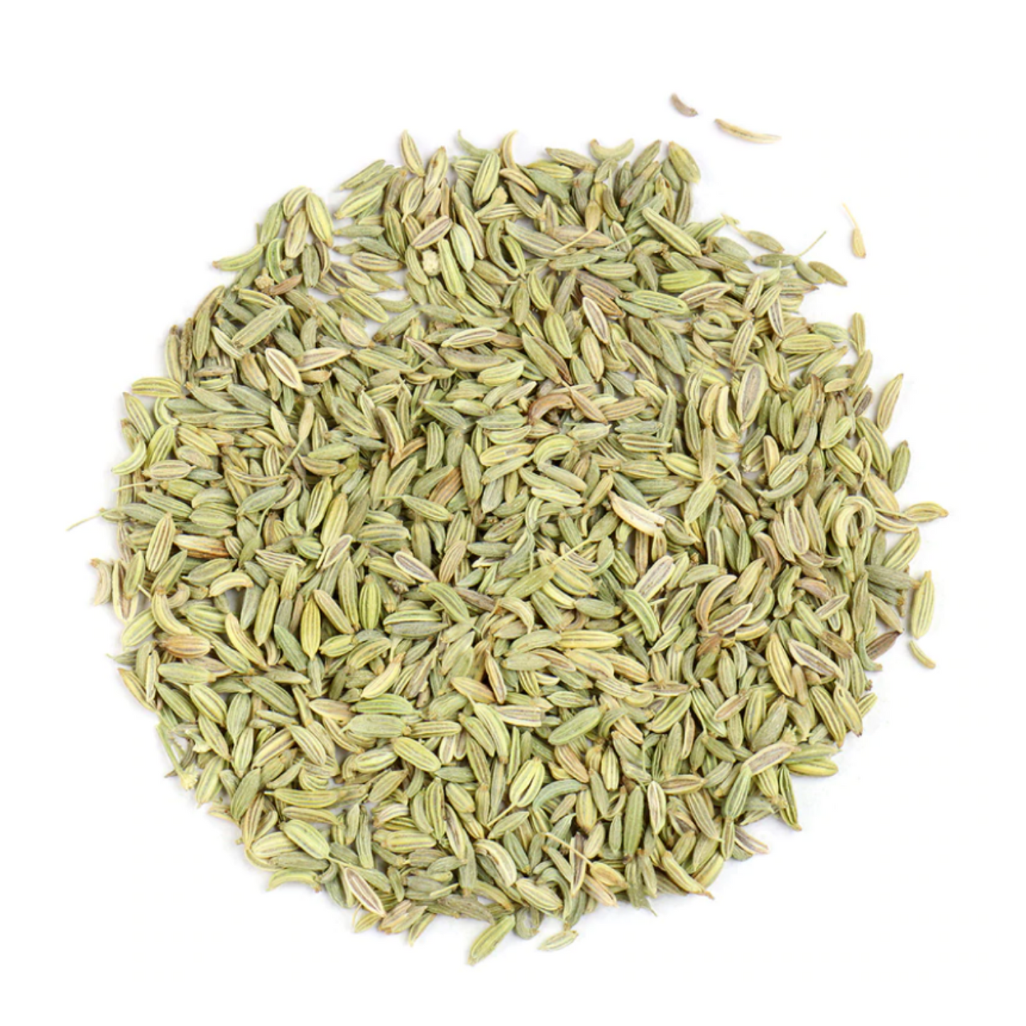 Fennel : Foeniculum Vulgare
