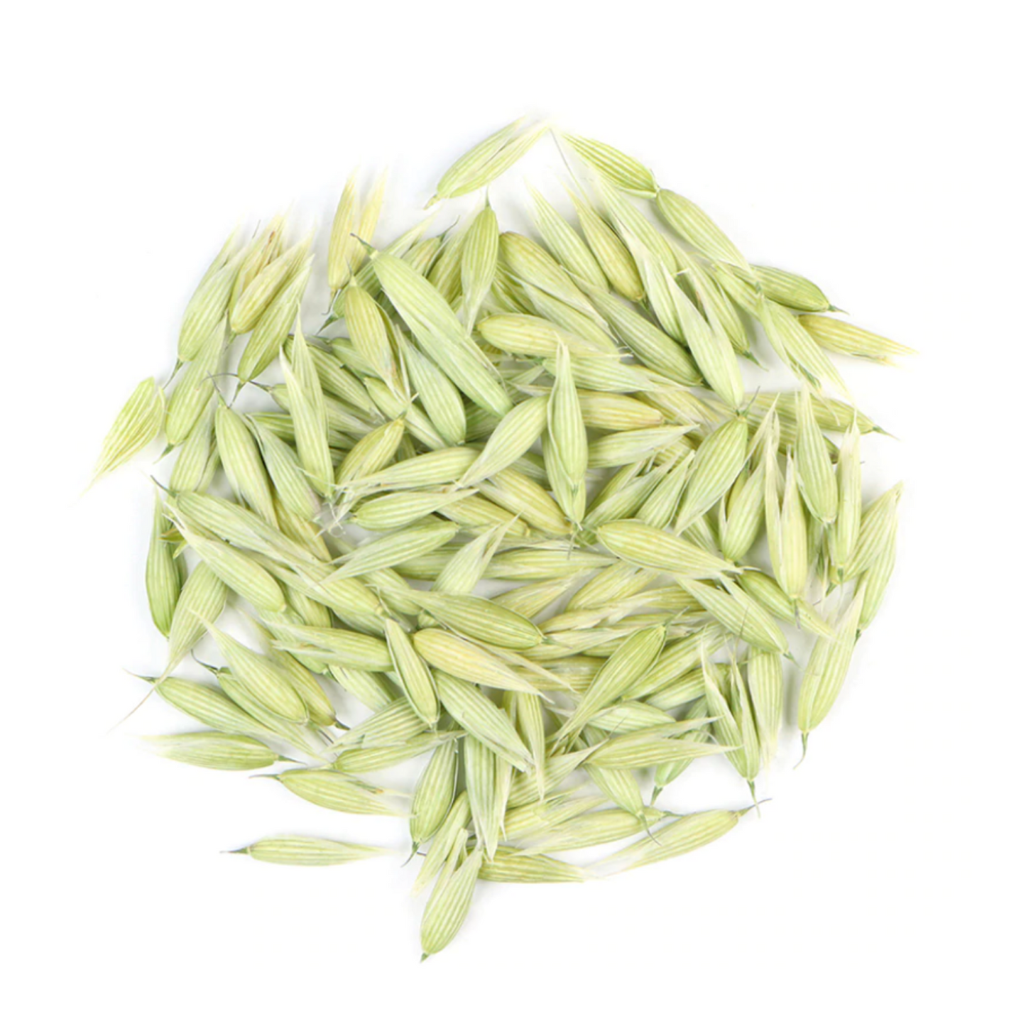 Oat Tops : Avena Sativa