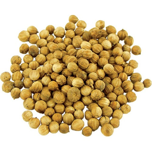 Coriander : Coriandrum Sativum