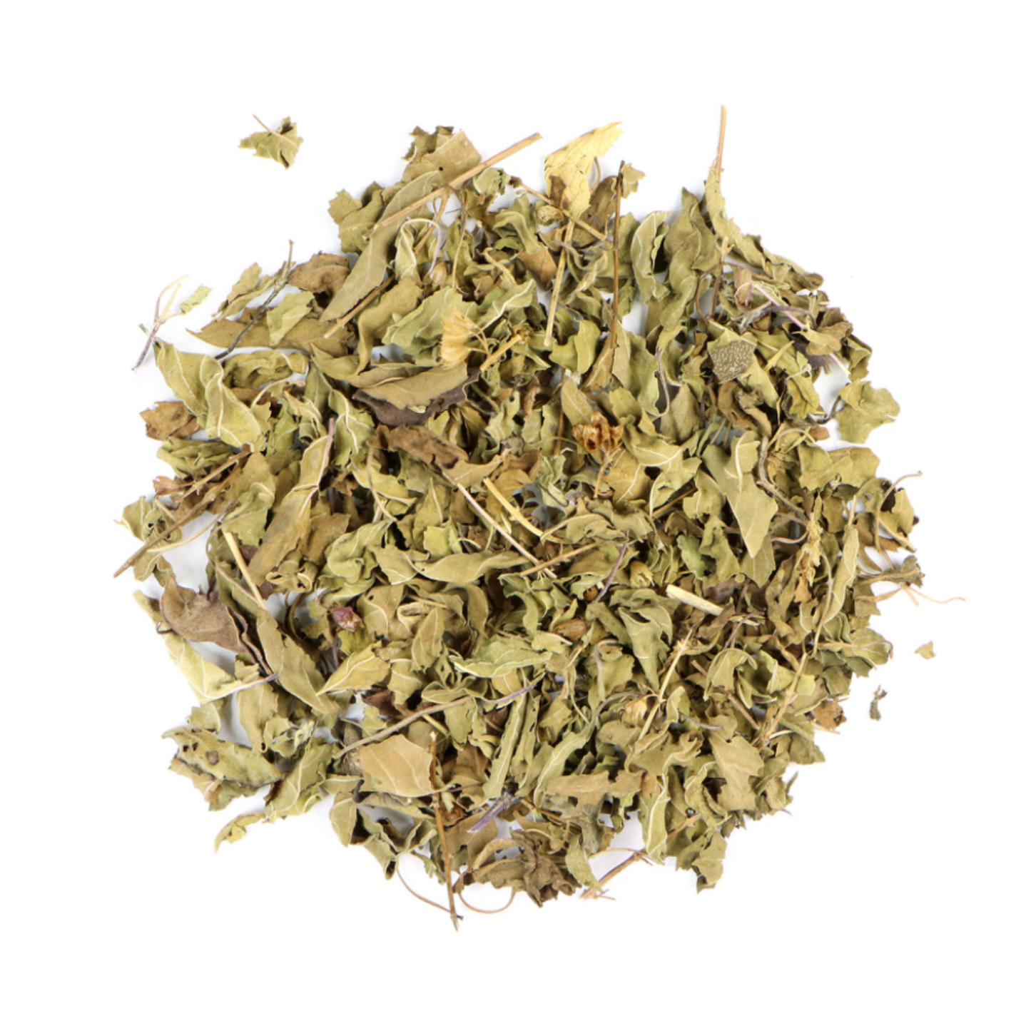 Holy Basil, Rama : Ocimum Tenuiflorum