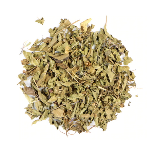 Holy Basil, Rama : Ocimum Tenuiflorum