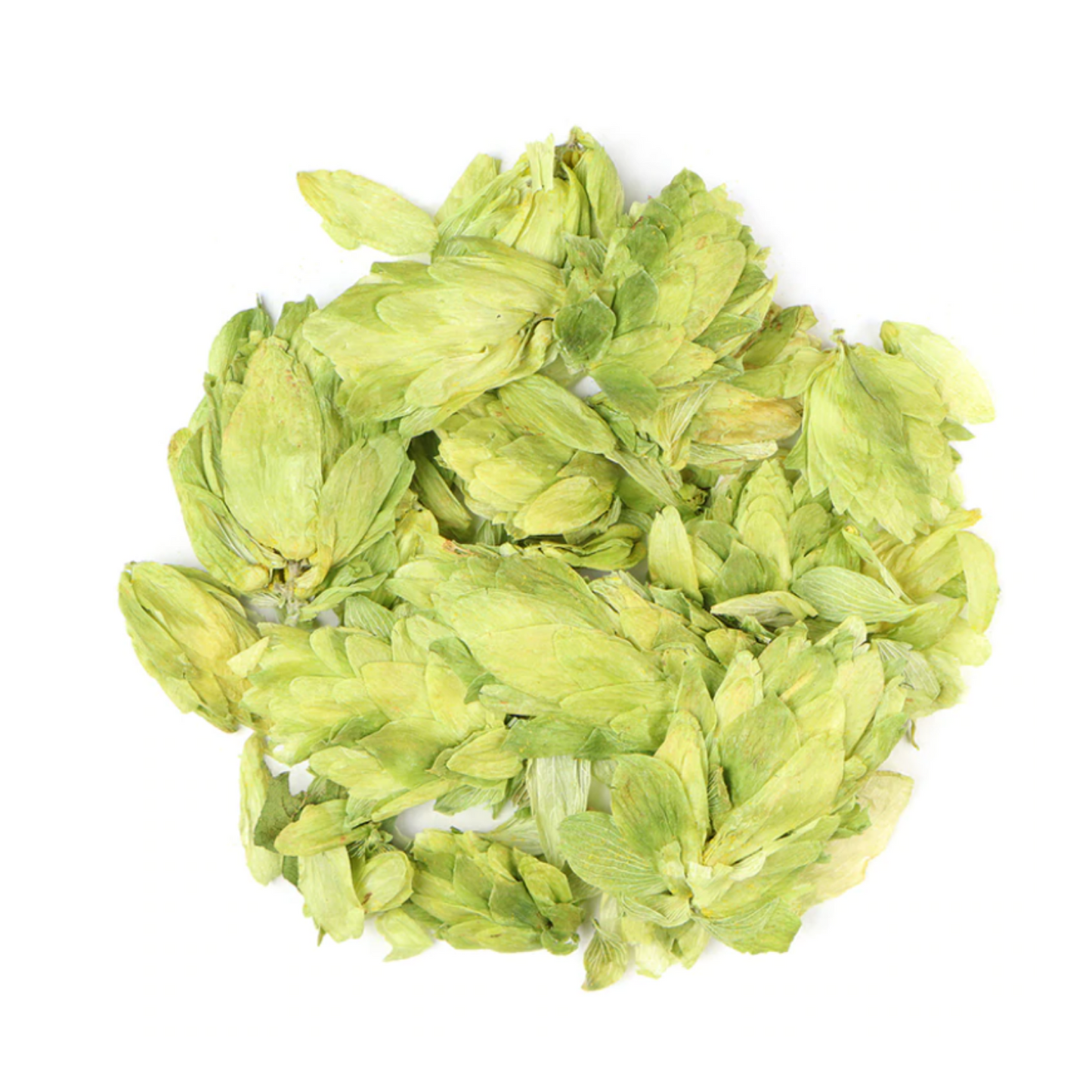 Hops : Humulus Lupulus