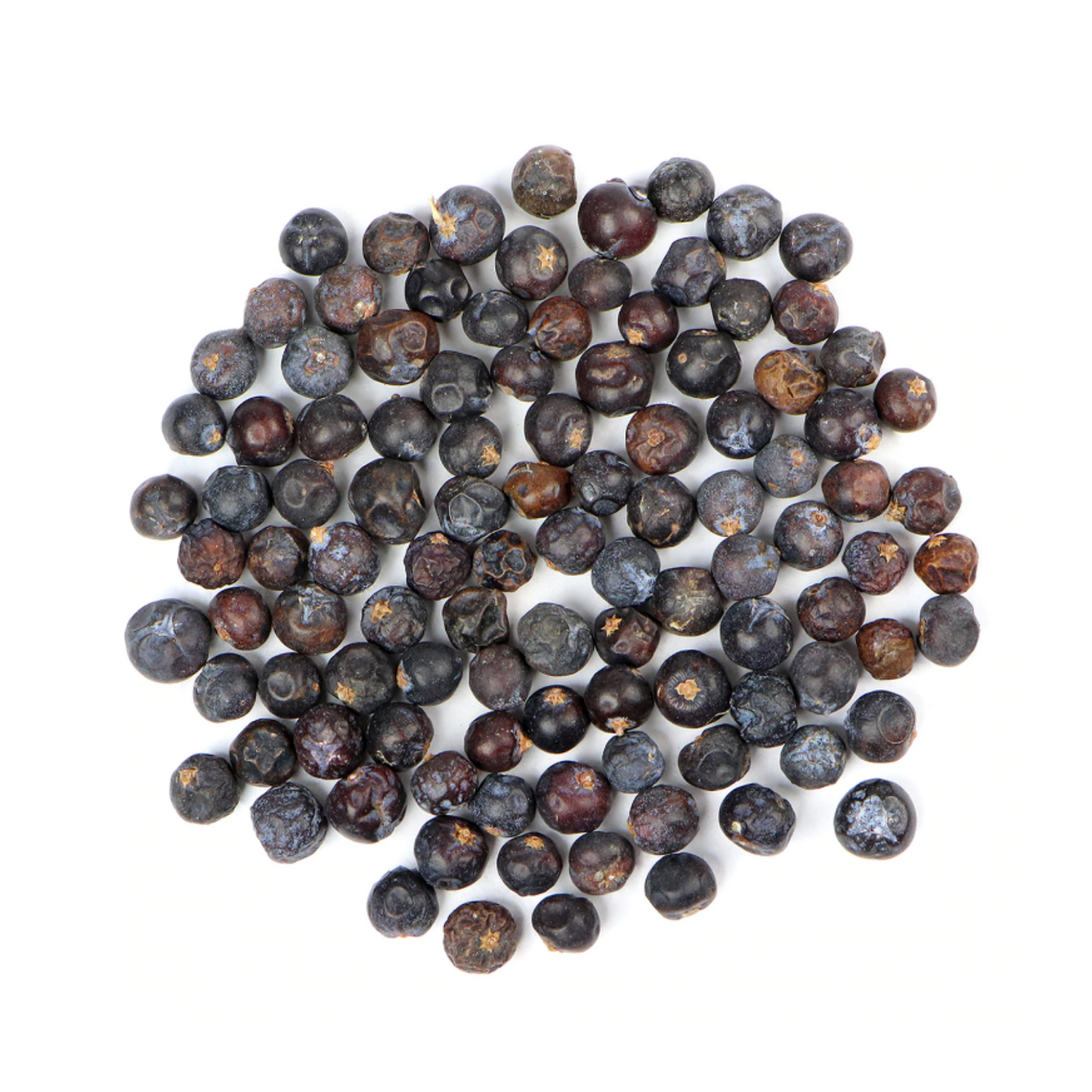 Juniper : Juniperus Communis