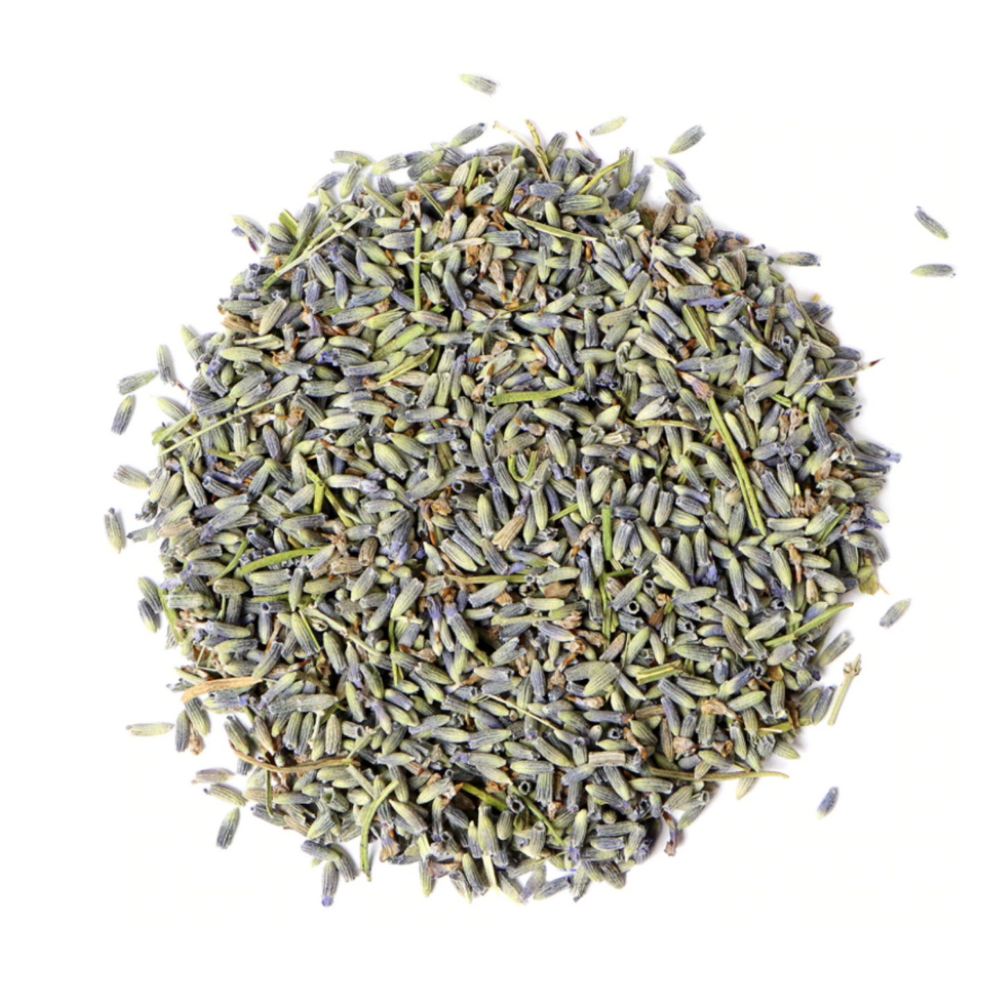 Lavender : Lavandula Angustifolia