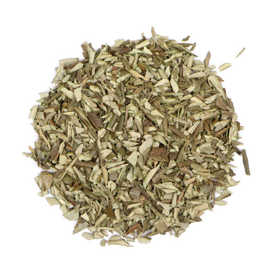 Olive Leaf : Olea Europaea