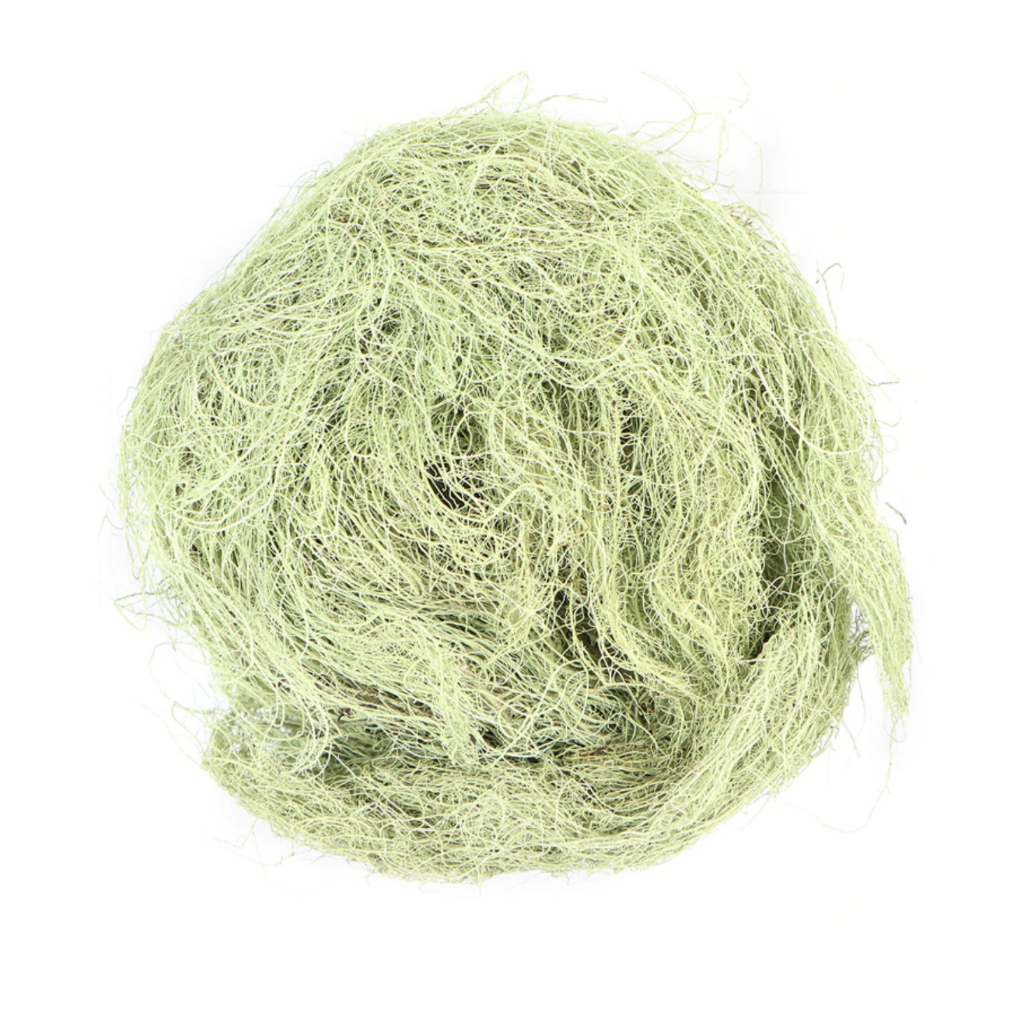 Usnea : Usnea Spp.