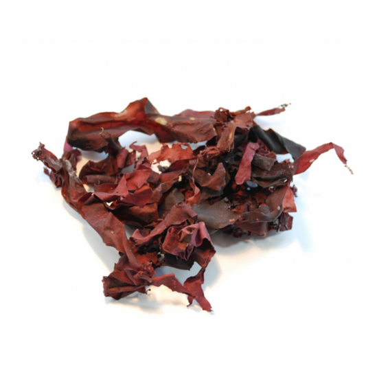 Dulse : Palmaria Palmata